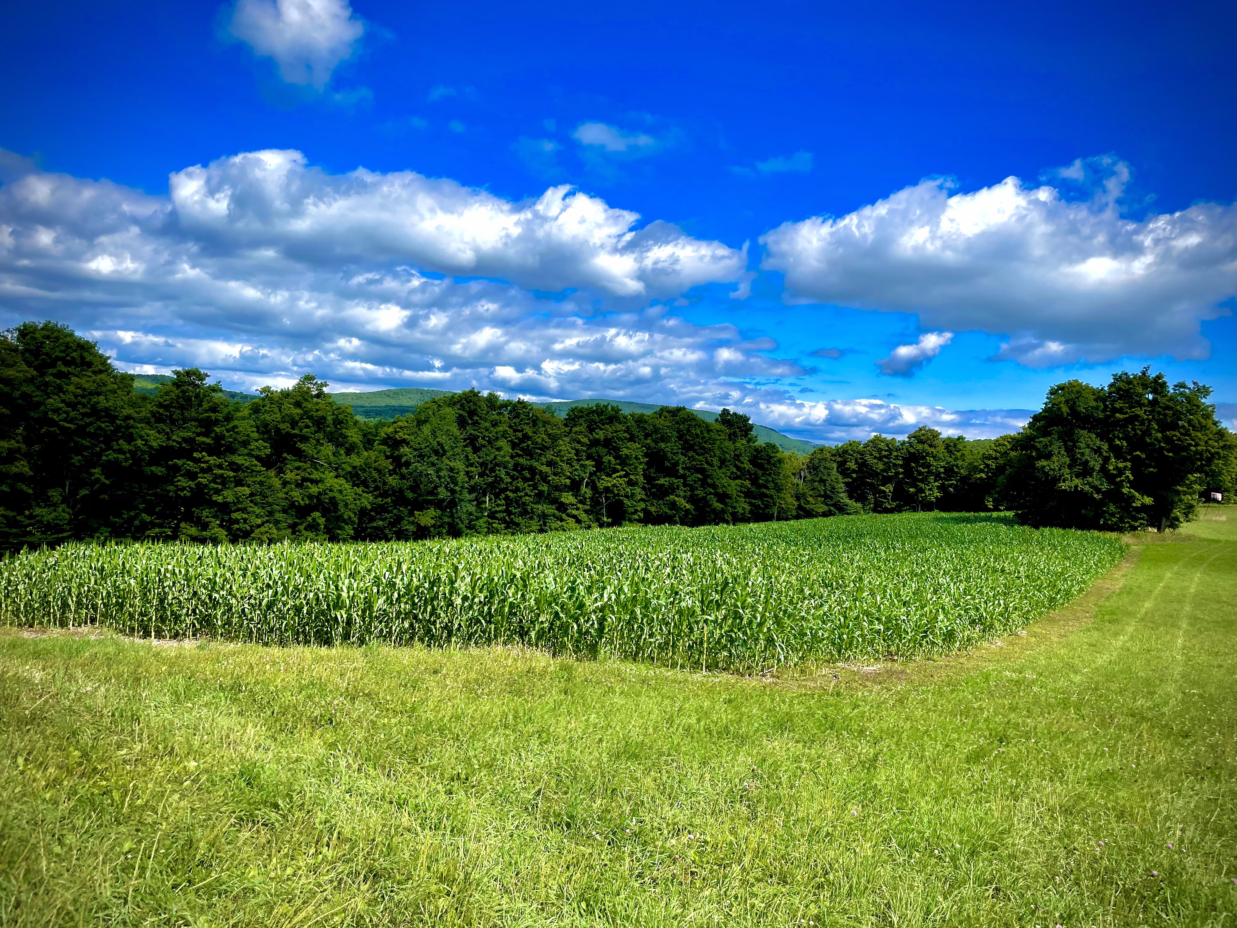 Food Plots